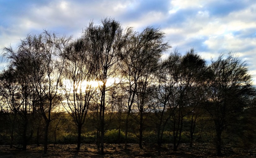 Redgum, Diamantina Drover