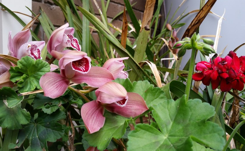 Morning Tea With Dad’s&nbsp;Orchids