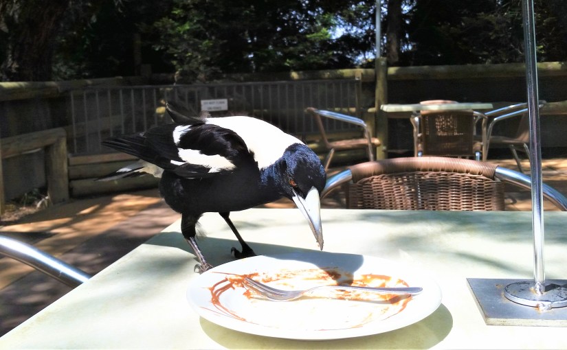 Cheesecake And A Hungry&nbsp;Magpie