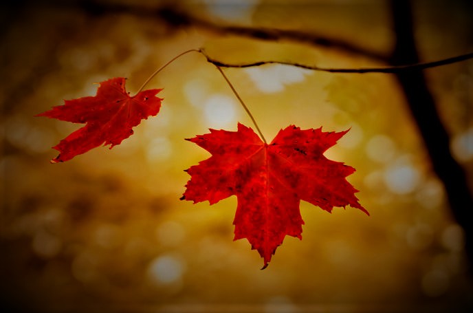 The Leaves Are&nbsp;Red