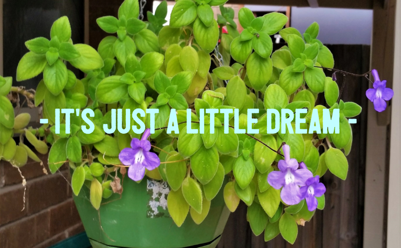 A Violet, and A Blade Of&nbsp;Grass(today)