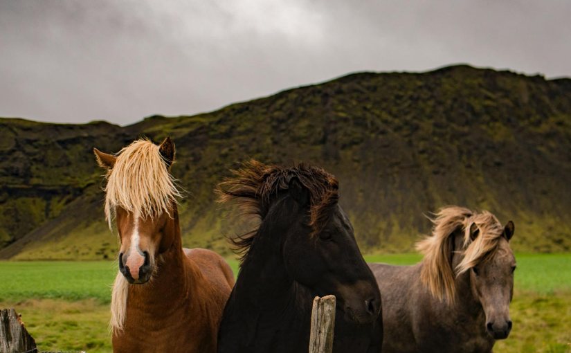 My poem, Horses for Courses, is up at ‘Spillwords”