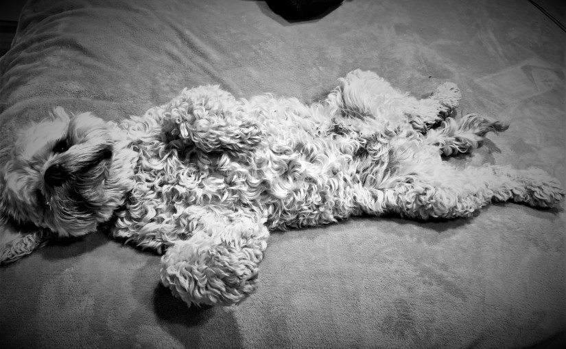 Outlaws Without Claws