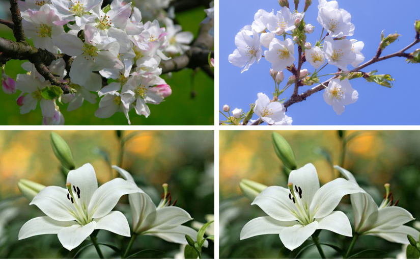 White Flowers (a&nbsp;Haiku)