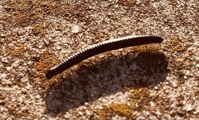 Throwback Friday, Innocent&nbsp;Millipedes