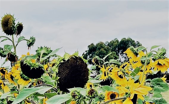 Sunflower Seeds (a&nbsp;Tanka)