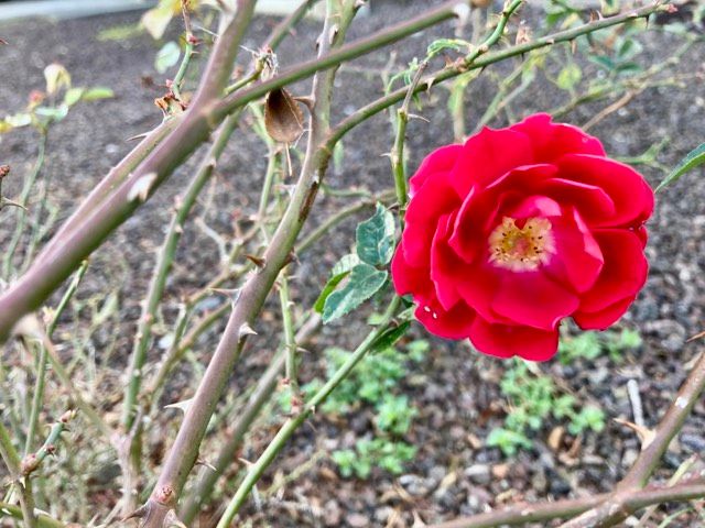 Wednesday, Bloody Wednesday (a&nbsp;Tanka)