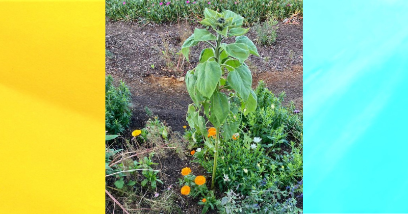 The Sunflower’s Renewal (a&nbsp;Tanka)