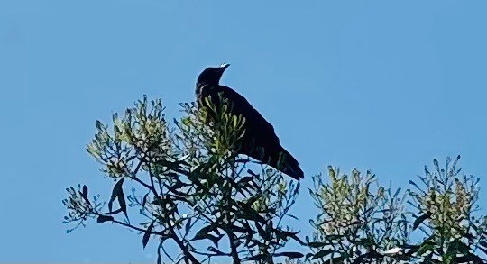 Old Crow and the Moon (a&nbsp;Haiku)