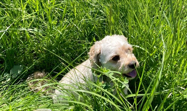 <strong>Follow The Leader (a&nbsp;Tanka)</strong>