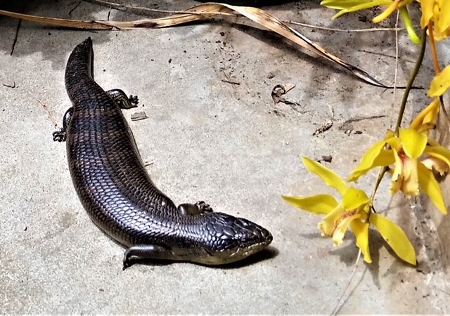 Stale Air (a Haiku,Tullawalla page&nbsp;118)