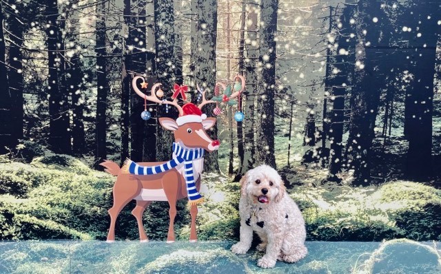 Their Wish (a&nbsp;Haiku)