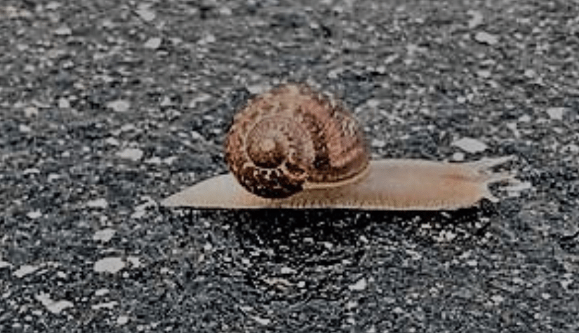<strong>Steve the Snail. His&nbsp;Story</strong>