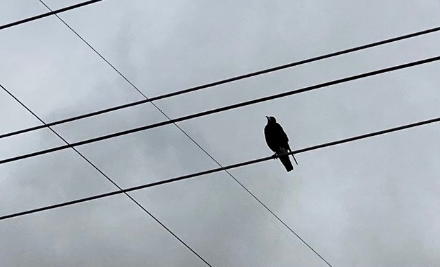 Birds on Wires 