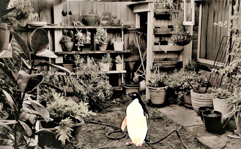 Throwback Friday, There’s a Penguin In My Courtyard, by Ivor&nbsp;Steven