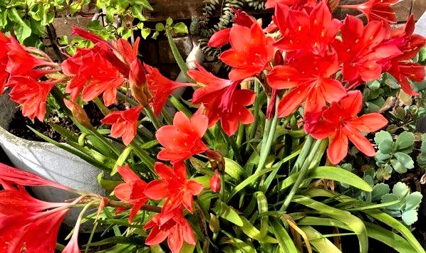 Nature Remembers (a&nbsp;Haiku)