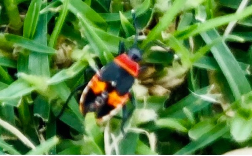 A Beetle Called Bertha, is in this week’s Coffee House Writers&nbsp;Magazine