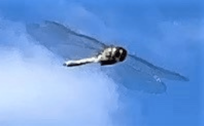 Dragonfly, Nature’s Guardian&nbsp;Eye