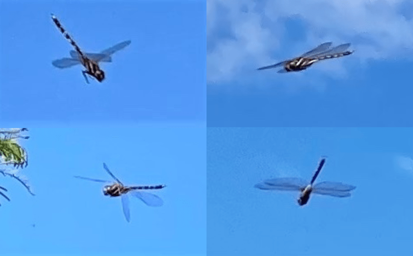 The Field’s Tiny Critters 