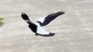 A Song for Carole&nbsp;Today