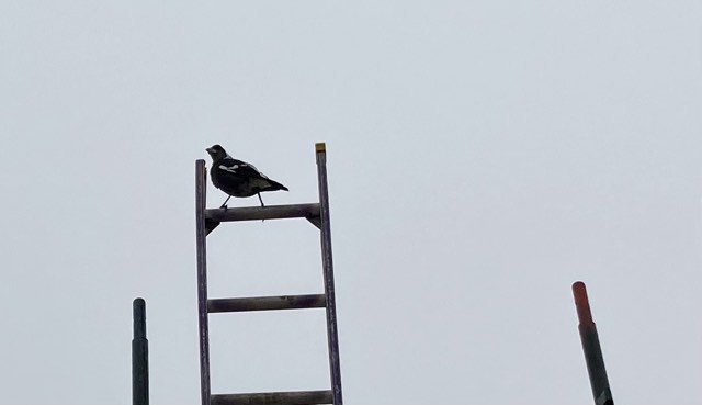 Bird on a&nbsp;Ladder
