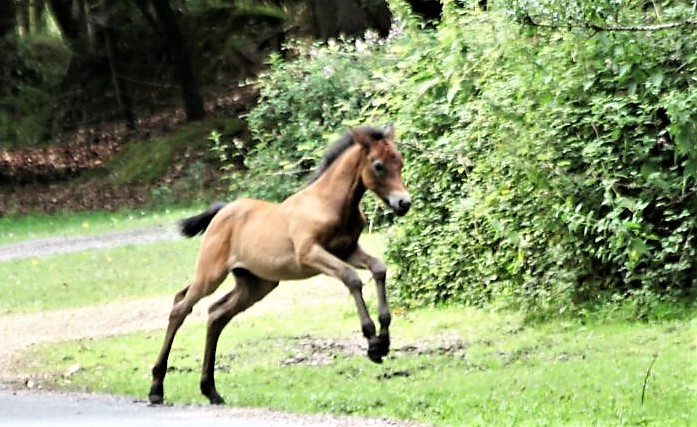 Jumping for Joy (a&nbsp;Haiku)