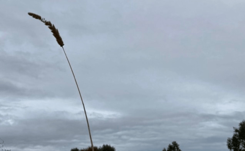 A Half-Withered Water-Reed, is in this Week’s Coffee House Writers&nbsp;Magazine