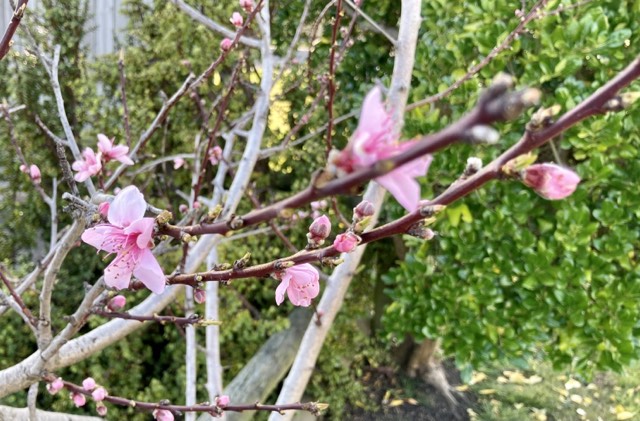 Blossom Over Jerusalem