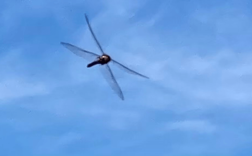 Words Fly High in the&nbsp;Sky