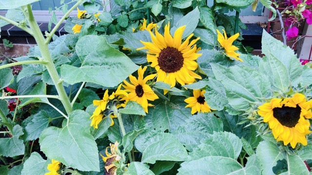 In Response, I&nbsp;Say