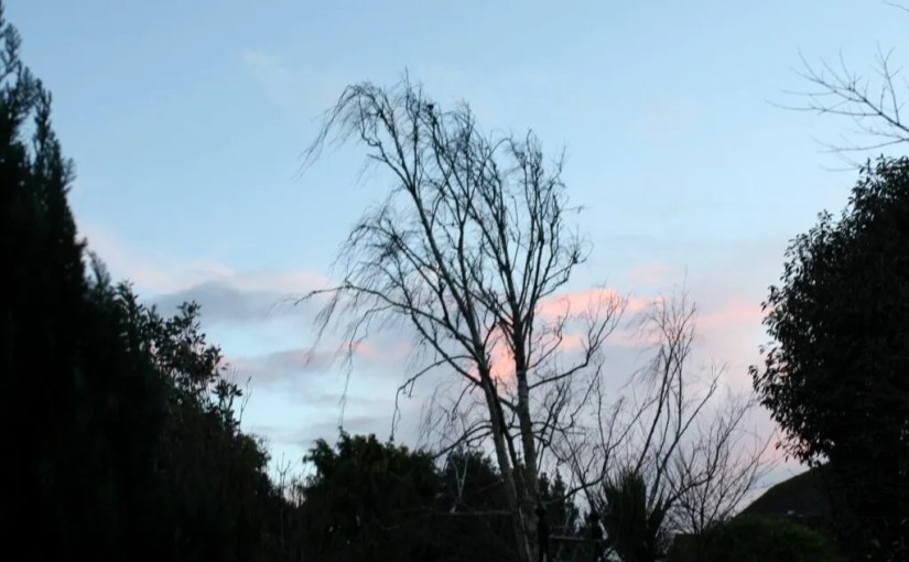 Stalking the Wards (a&nbsp;Tanka)