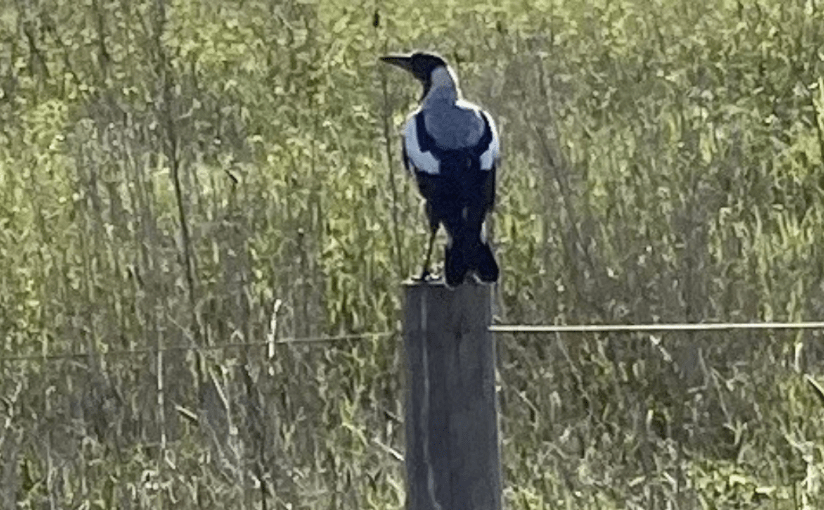 Watching Over Us (a&nbsp;Tanka)