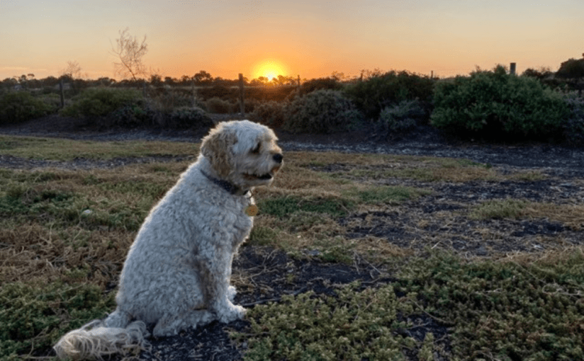 I Am a Flickering Light&nbsp;Globe