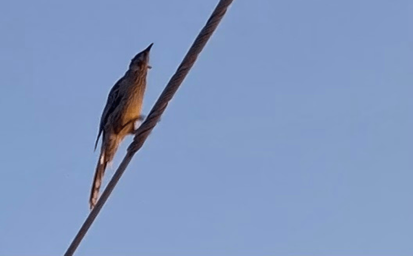 My Wings Need No Alibi (a&nbsp;Tanka)