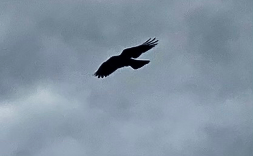 The Ravens Know (a&nbsp;Tanka)