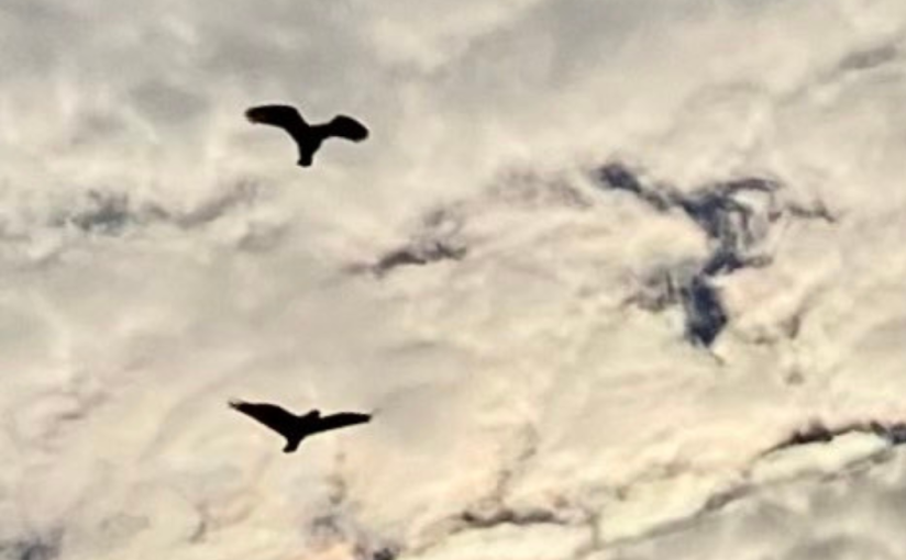 Watching Birds Fly Into the Wind, (a Double Tanka)
