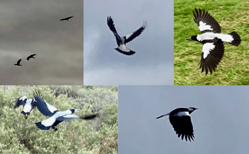 Throwback Friday, Birds in&nbsp;Flight