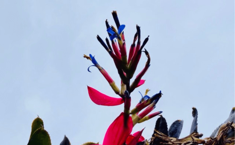 A Day of&nbsp;Celebrations