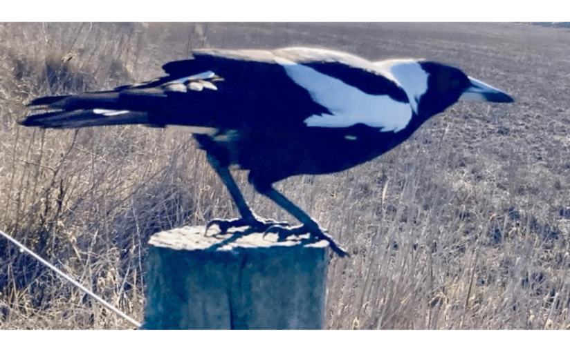 I’m Envious (a Rhyming&nbsp;Haiku)