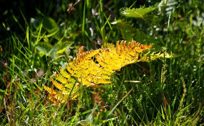 Throwback Friday, The Ancient Fern&nbsp;Survives