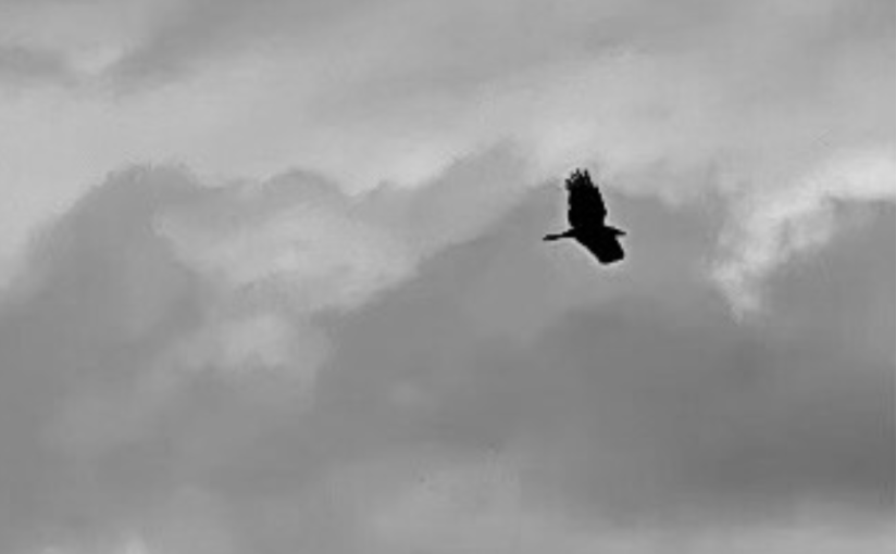 The Blackbirds Domain (a&nbsp;Musette)