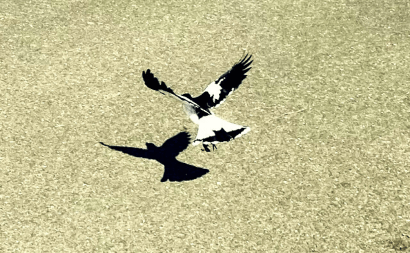 Black Wings (a&nbsp;Haiku)