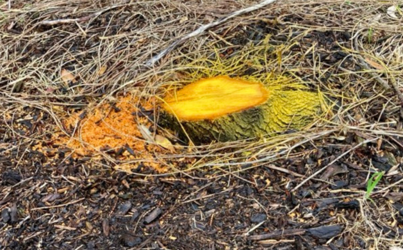 A Yellow Stump, is in this week’s Coffee House Writers Magazine&nbsp;edition.