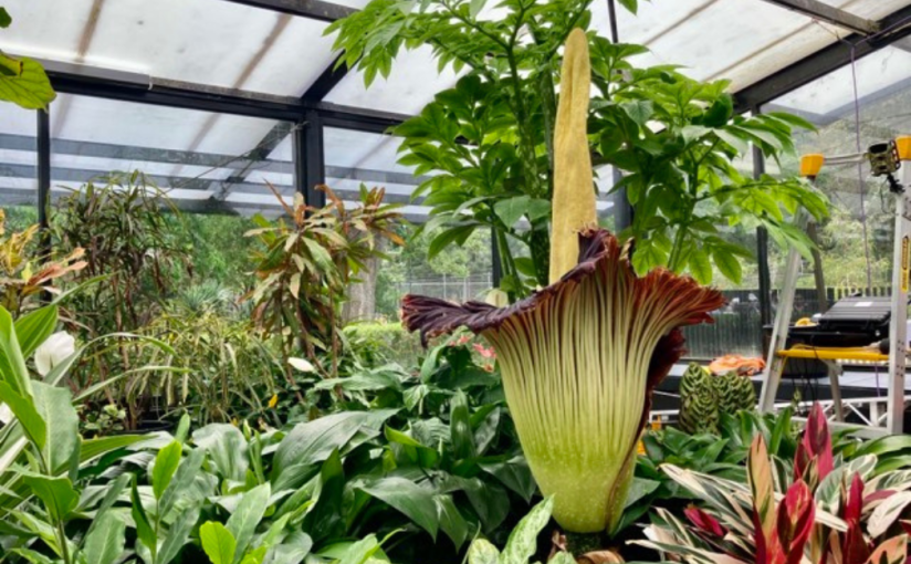 The “Corpse” Flower is One Day&nbsp;Old