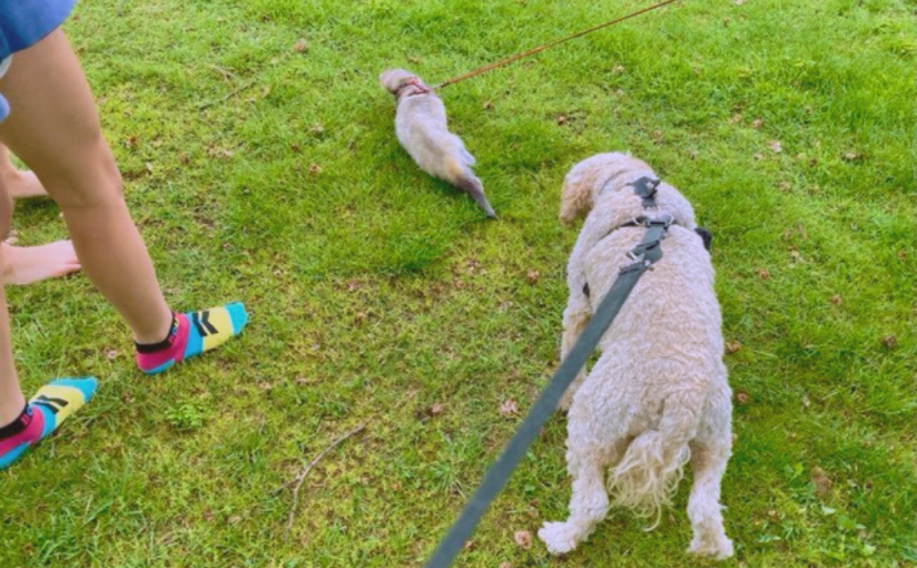 Frankie Meets a Friendly&nbsp;Ferret