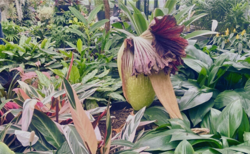 Live and Let&nbsp;Die