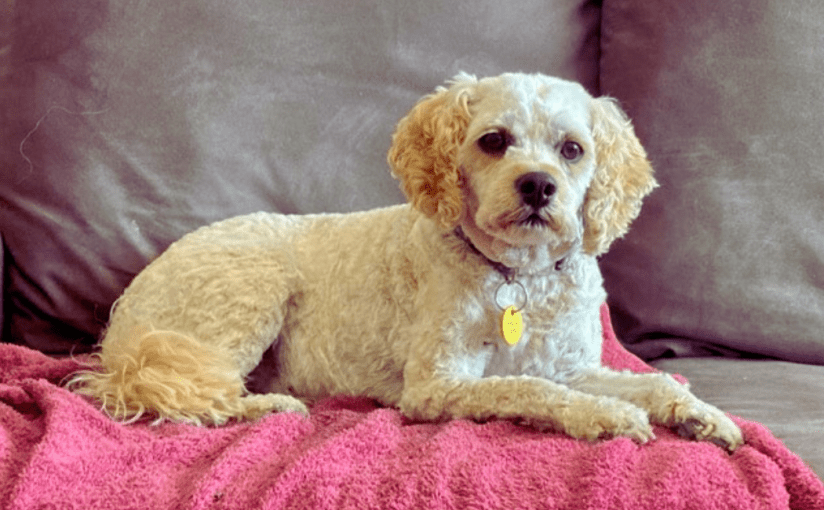 My “Cool” Christmas Haircut (written by&nbsp;Frankie)