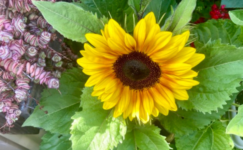 A Sunflower Reminder&nbsp;(aTanka)