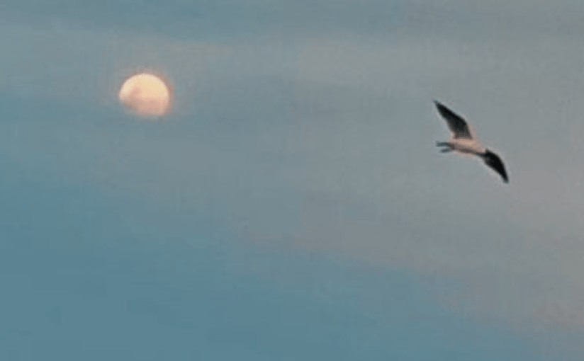 To Fly Above the Sky, is in this week’s Coffee House Writers Magazine&nbsp;edition.