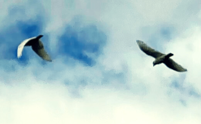 Who’s Following Who?